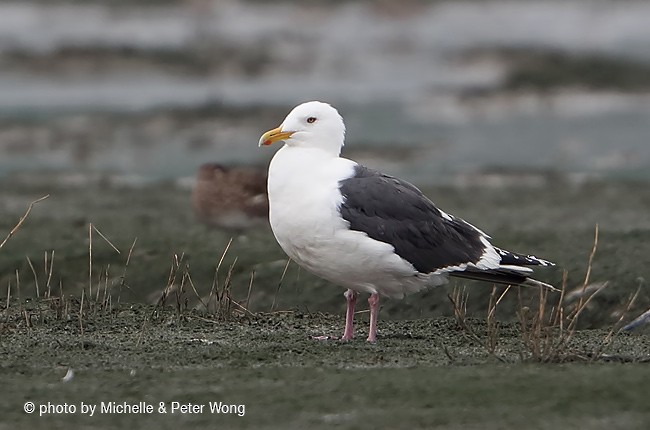 Slaty-backed Gull - ML377512551