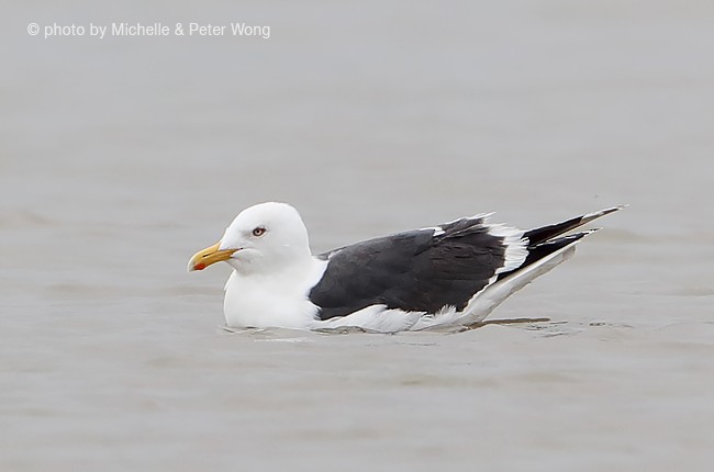 Slaty-backed Gull - ML377512561