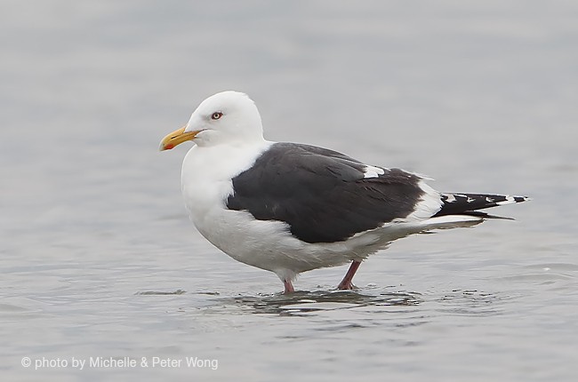 Slaty-backed Gull - ML377512571