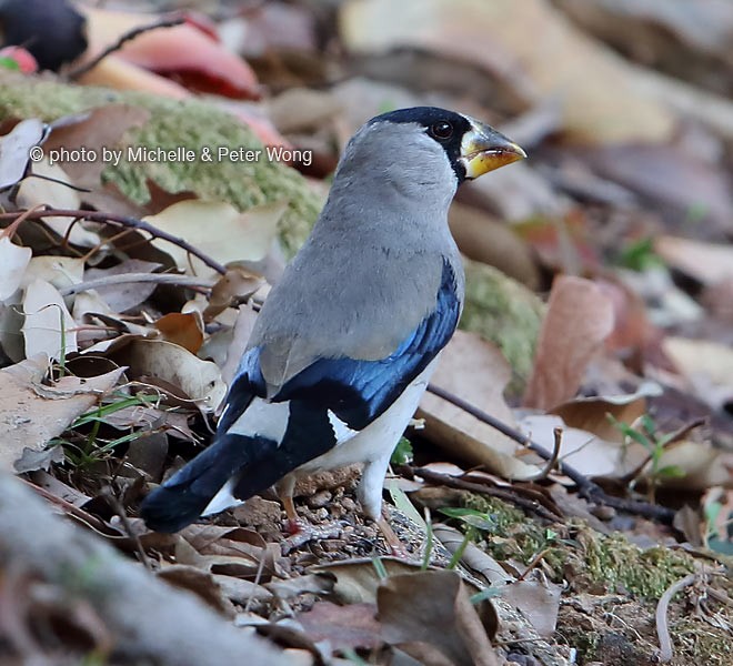 Japanese Grosbeak - ML377513141