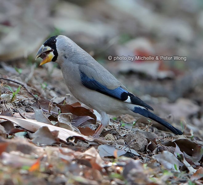 Japanese Grosbeak - ML377513311