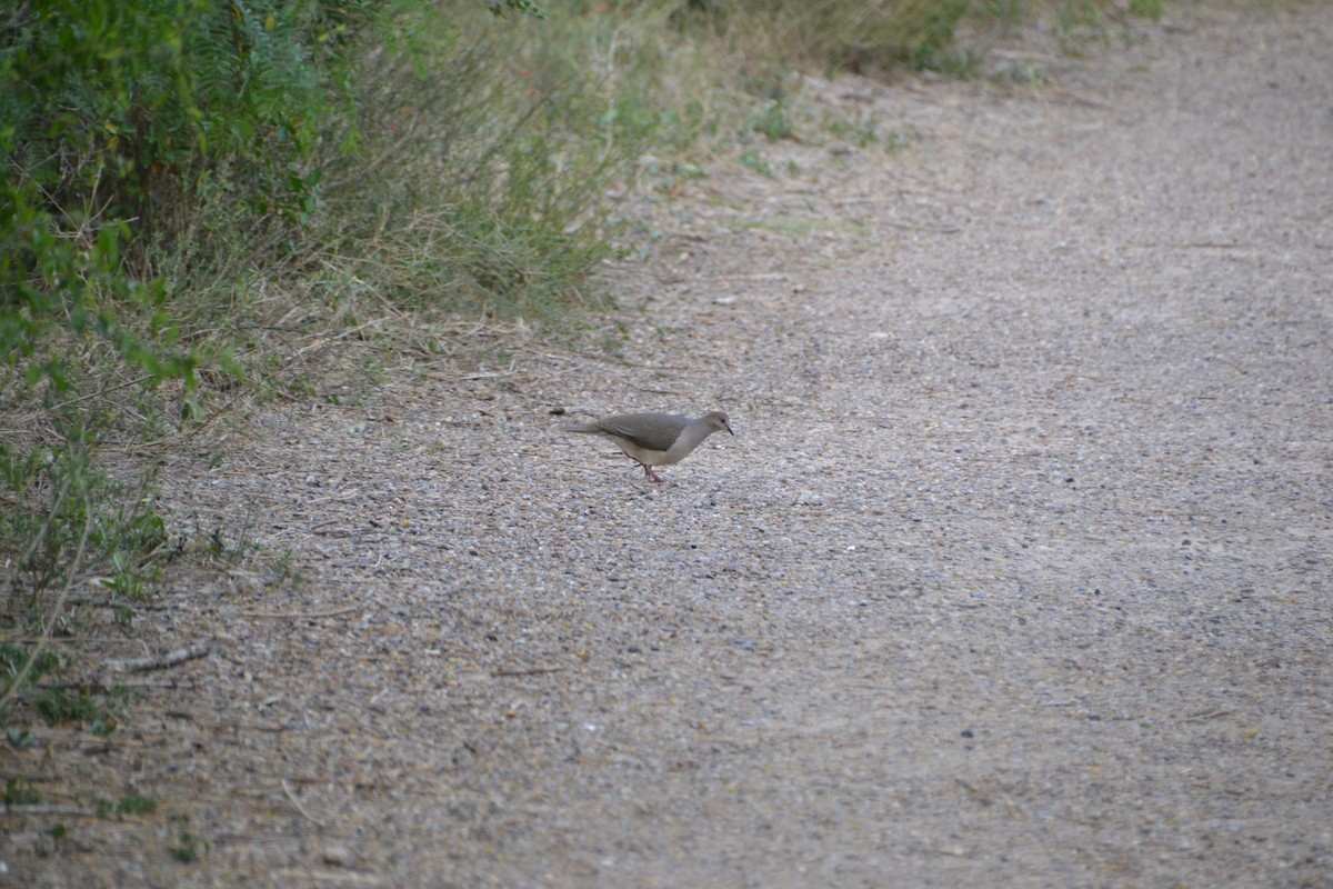 White-tipped Dove - Jack Esworthy IV