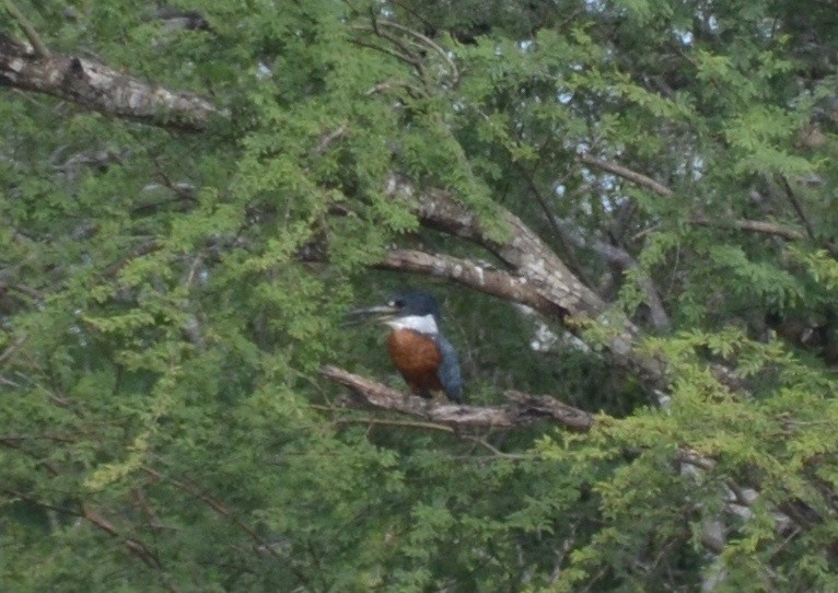 Ringed Kingfisher - ML37751371