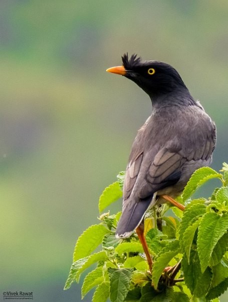 Jungle Myna - ML377513881