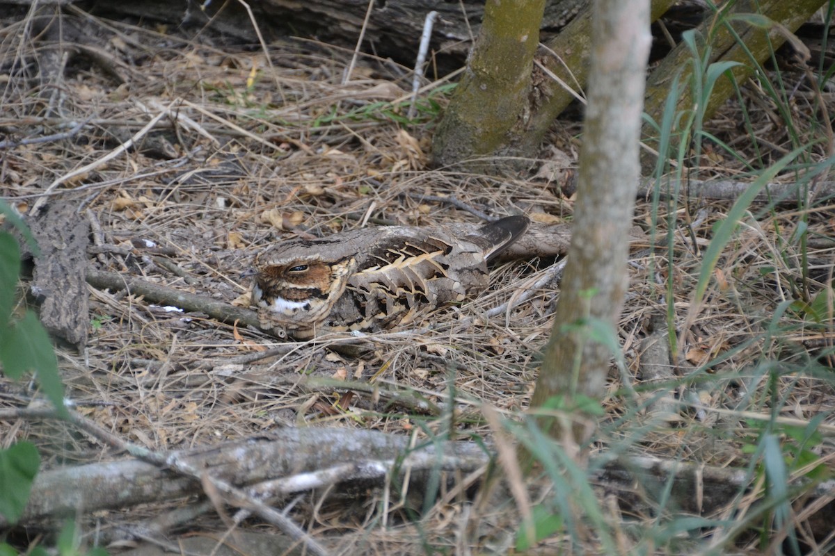 Common Pauraque - ML37751431