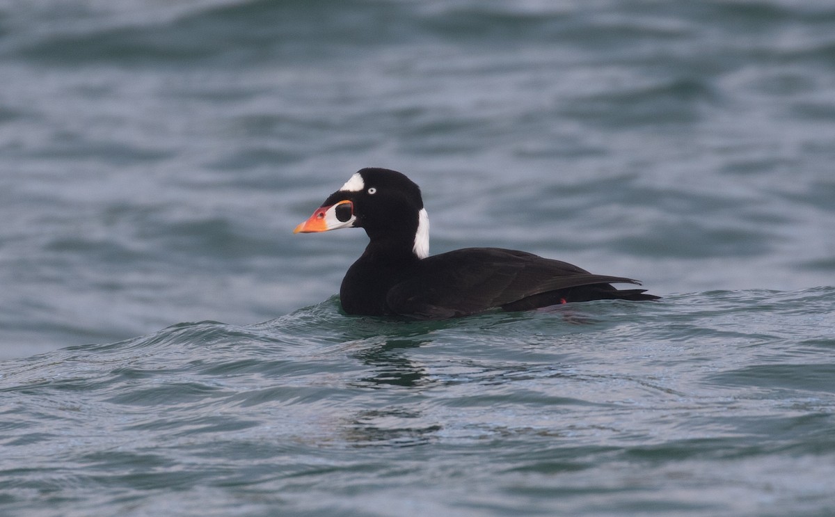 Surf Scoter - Daniel Gornall