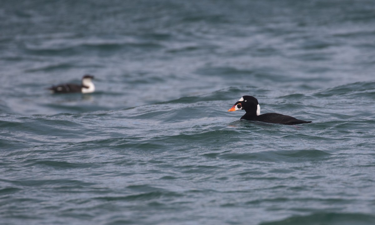 Surf Scoter - Daniel Gornall