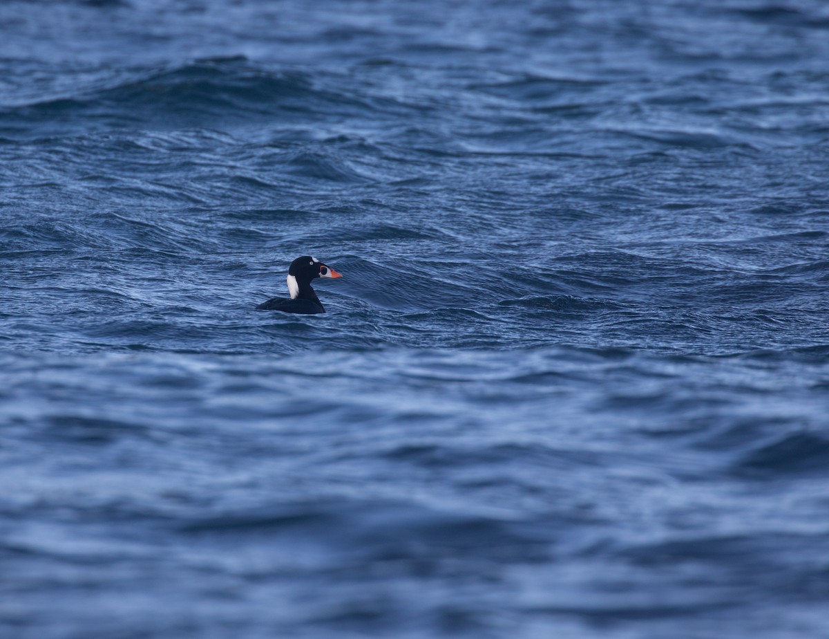 Surf Scoter - ML377515261