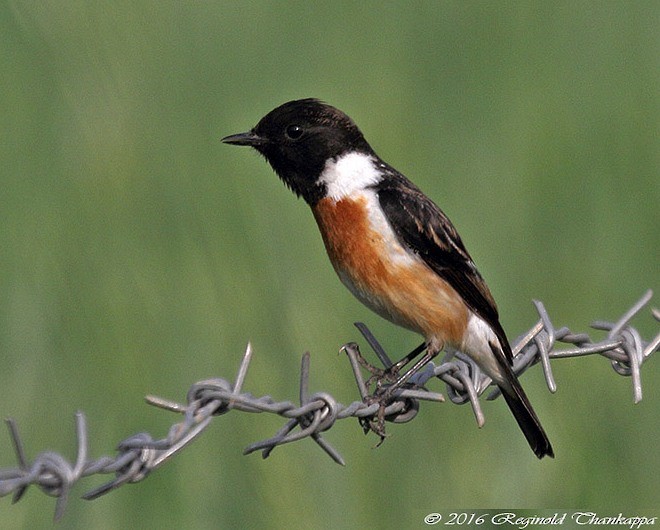 Сибирийн шулганаа - ML377515741