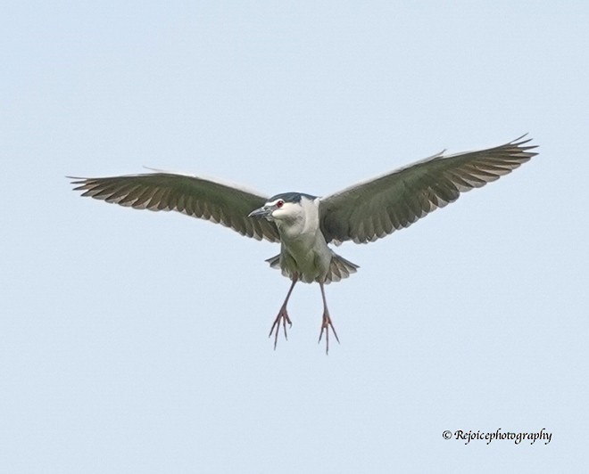 Black-crowned Night Heron (Eurasian) - ML377515931