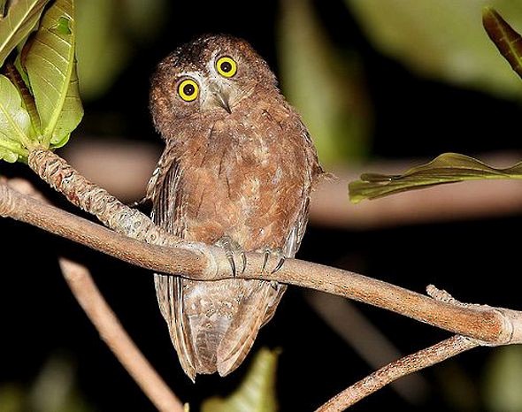 Enggano Scops-Owl - ML377516891