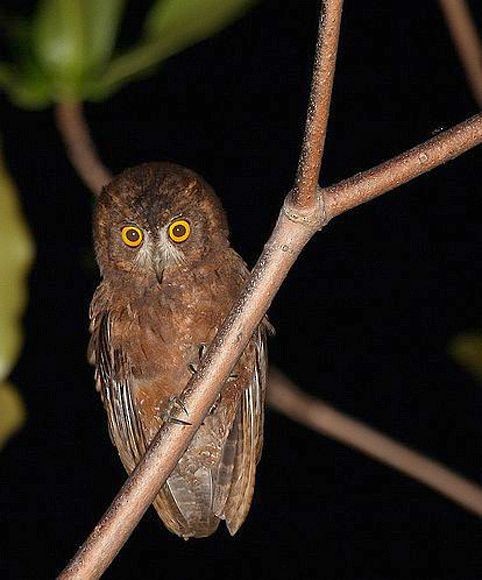 Enggano Scops-Owl - ML377516981