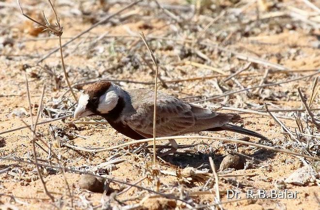 Black-crowned Sparrow-Lark - ML377517101