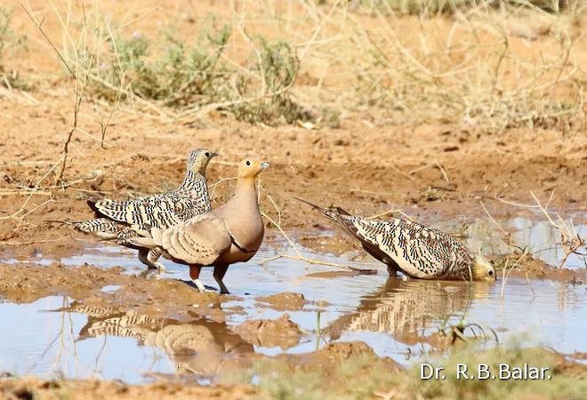 Chestnut-bellied Sandgrouse (Asian) - ML377517111