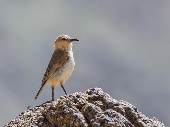 Ground Tit - ML377517351