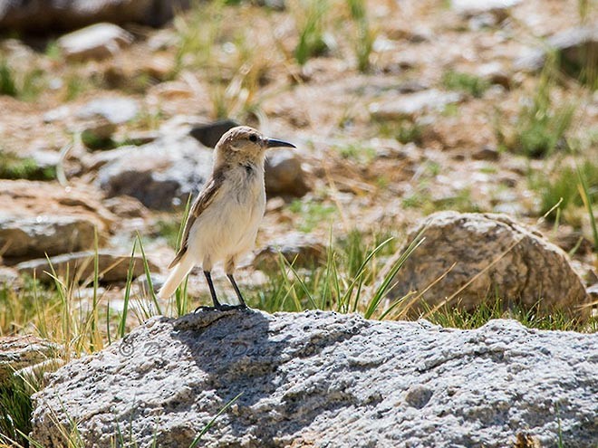 Ground Tit - ML377517361