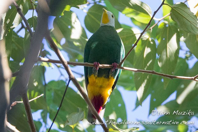 Black-naped Fruit-Dove - Yann Muzika