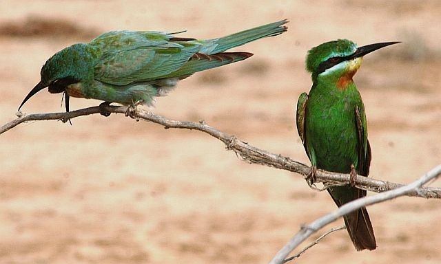 Blue-cheeked Bee-eater - ML377517521