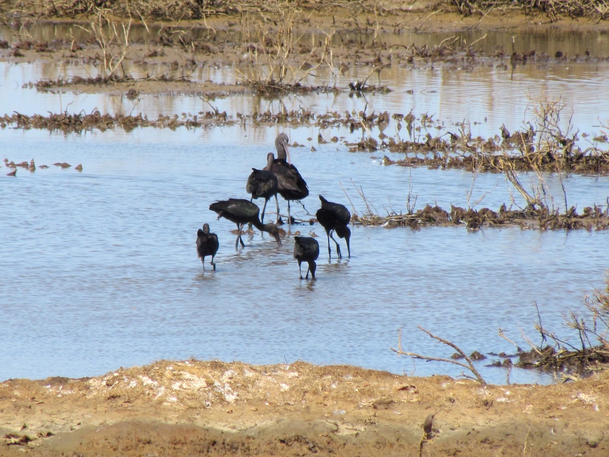 Beltzaran arrunta - ML377517701