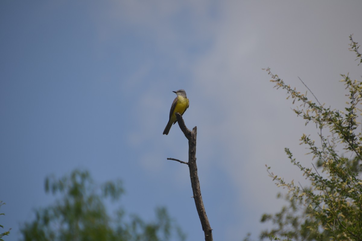 Couch's Kingbird - ML37751771