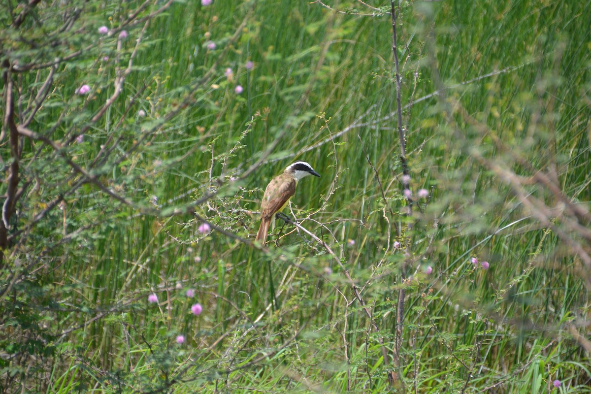 Great Kiskadee - ML37751791