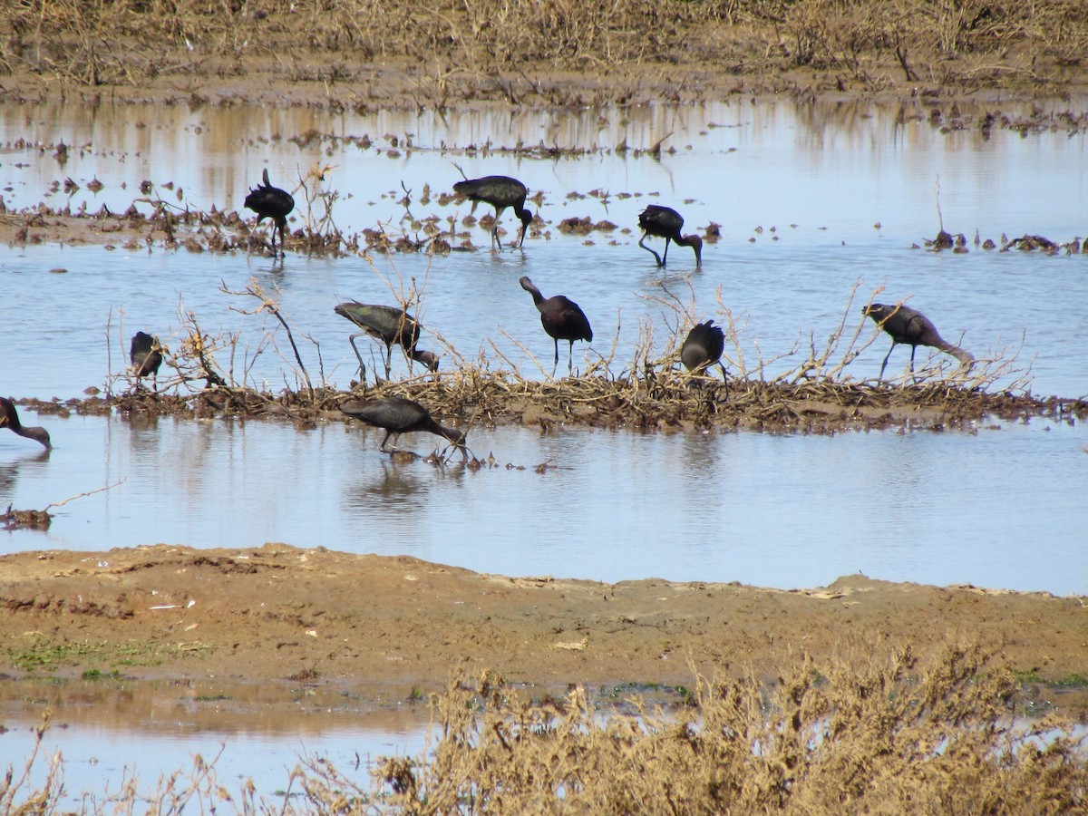 Beltzaran arrunta - ML377517921