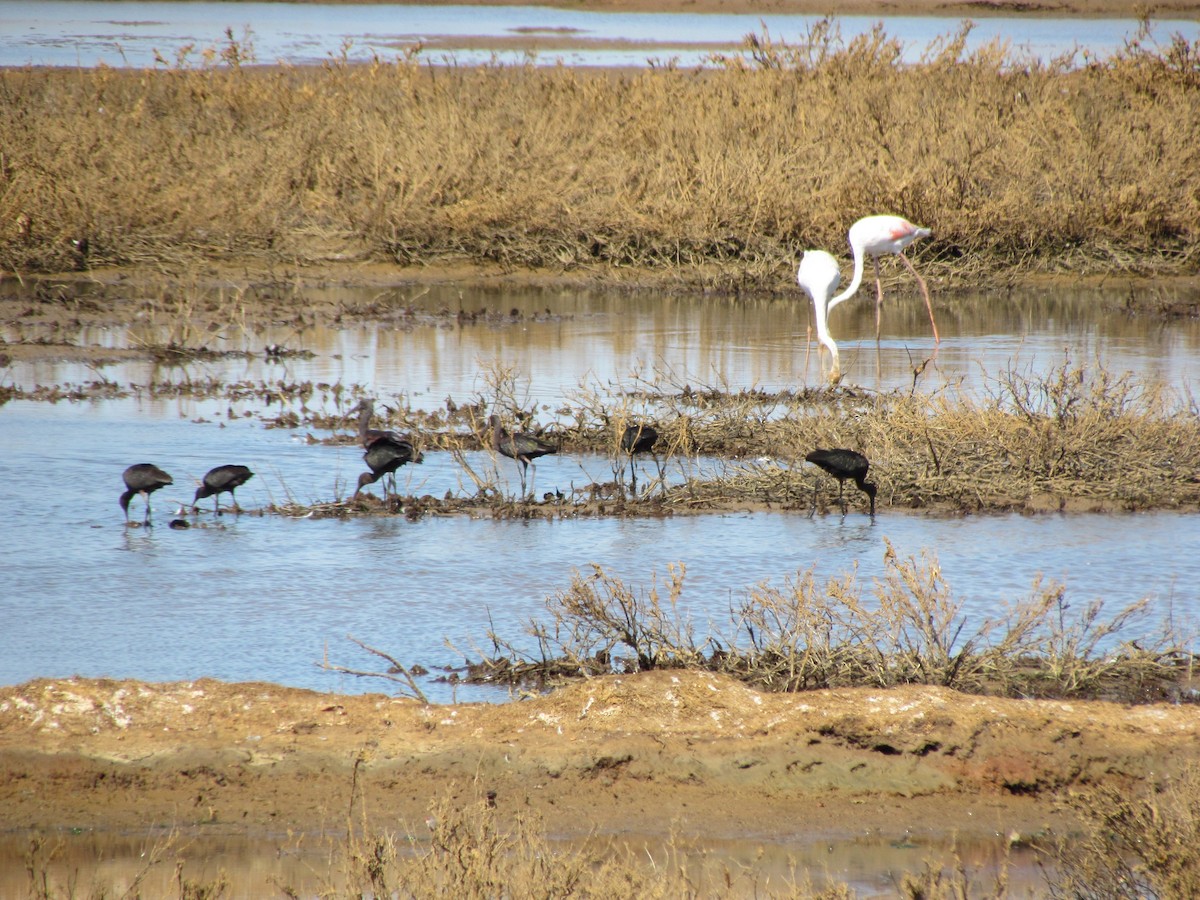 Beltzaran arrunta - ML377518001