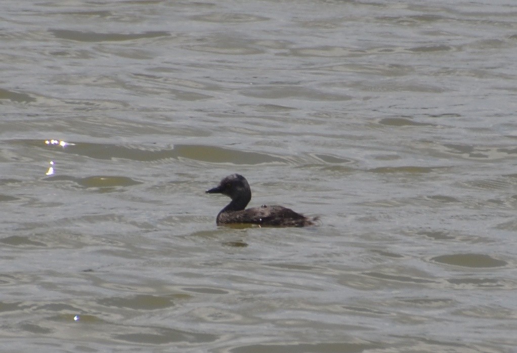 Least Grebe - Jack Esworthy IV