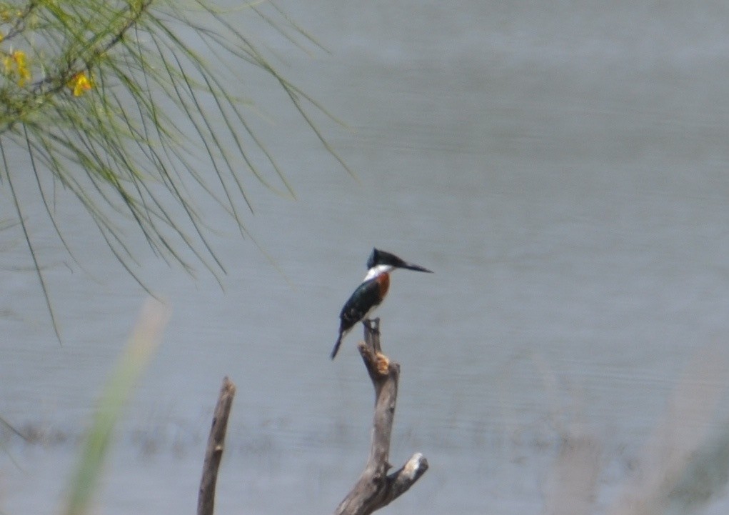 Green Kingfisher - ML37751811