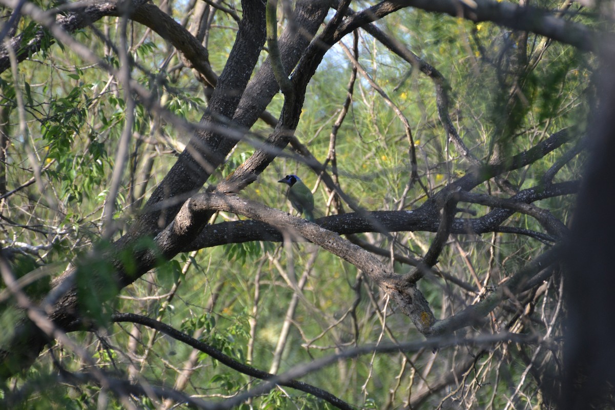 Green Jay - ML37751861