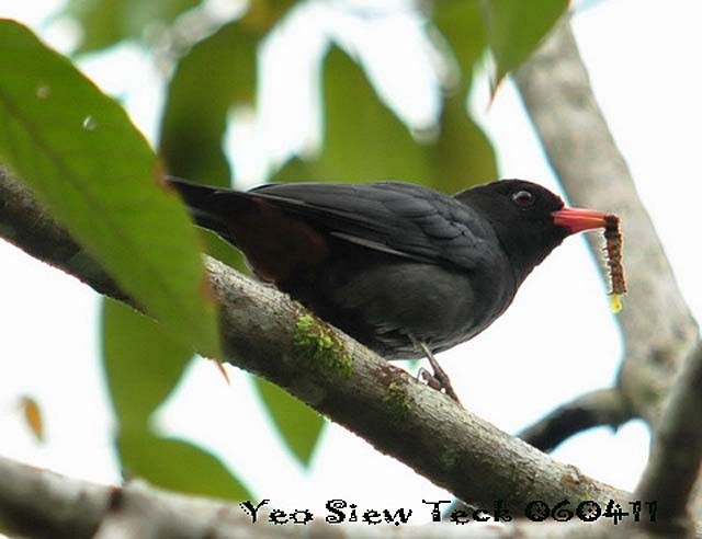 Black Oriole - Siew Teck Yeo