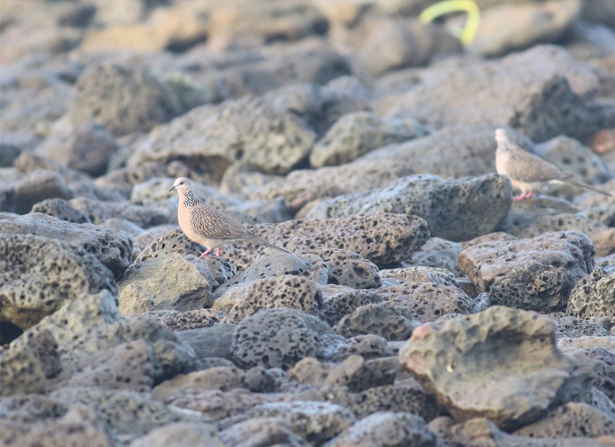 Spotted Dove - ML377519631