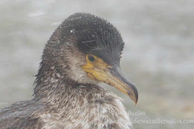 Japanese Cormorant - Yann Muzika