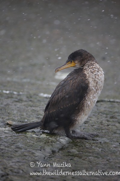 Japanese Cormorant - ML377519981