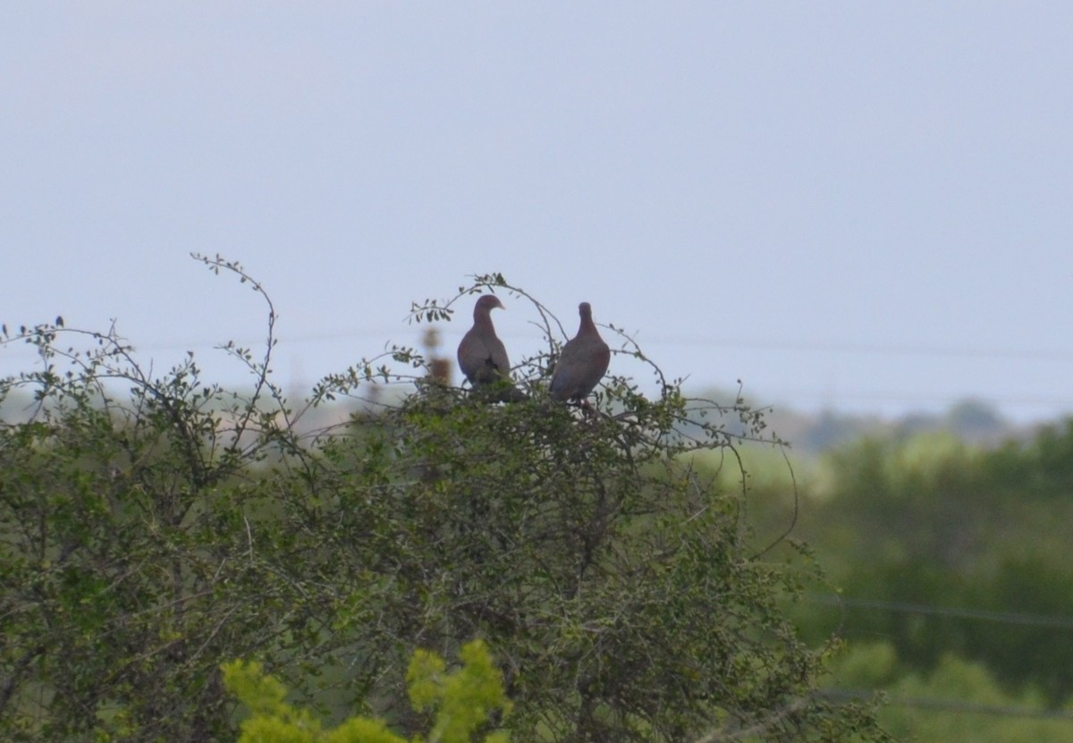 Red-billed Pigeon - ML37752011