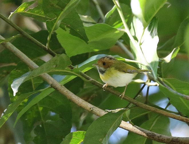 Rufous-faced Warbler - ML377520381