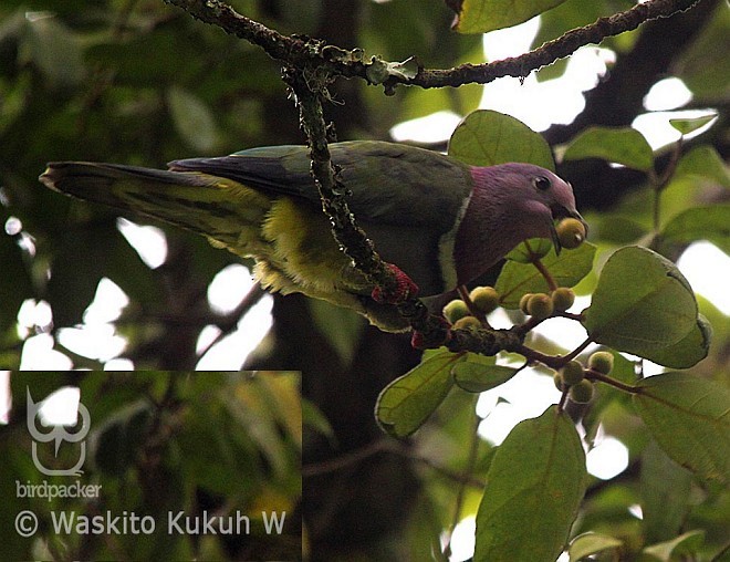 holub vínokrký - ML377520941