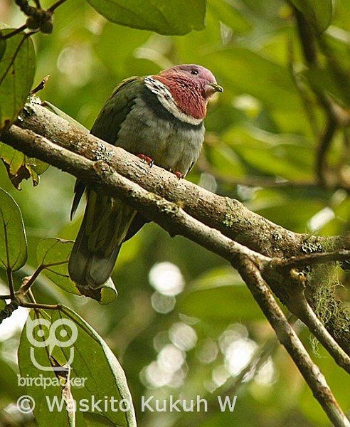 holub vínokrký - ML377520991