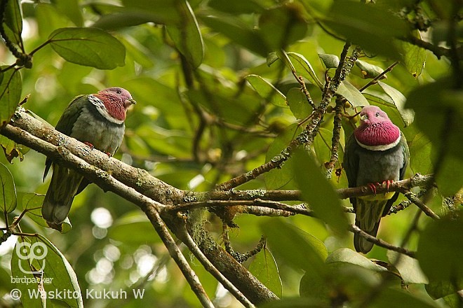 holub vínokrký - ML377521001