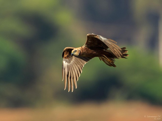Western Marsh Harrier - ML377521811