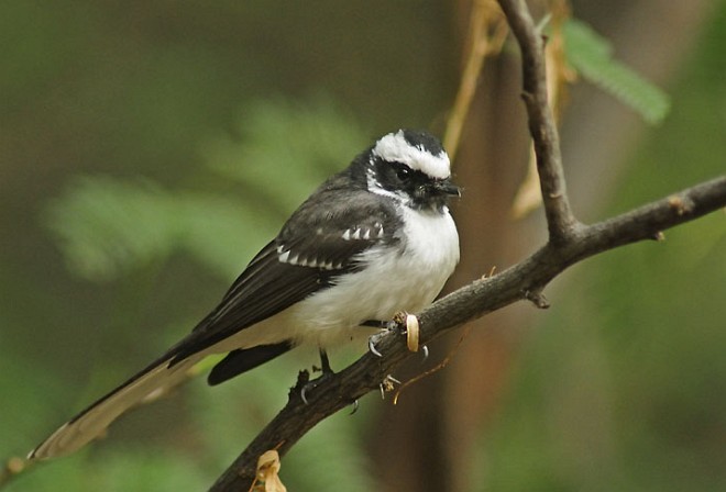 White-browed Fantail - ML377521821