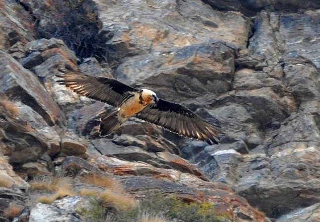 Bearded Vulture (Eurasian) - ML377521911