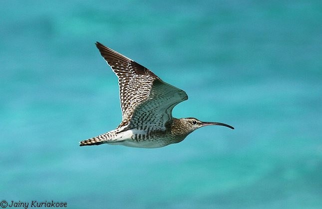Whimbrel (White-rumped) - ML377522131