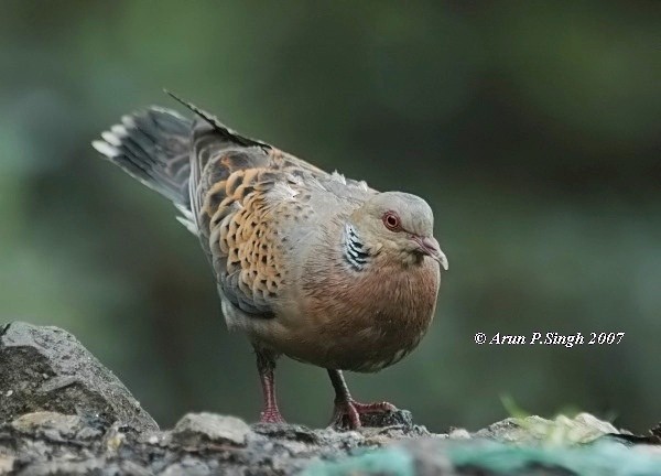 Oriental Turtle-Dove - ML377522341