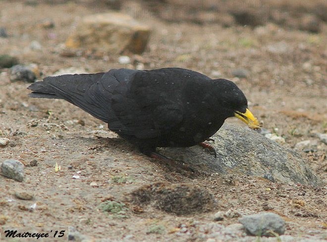 Yellow-billed Chough - Maitreyee Das