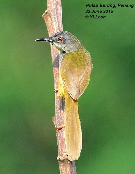 Prinia Ventriamarilla (grupo flaviventris) - ML377522991