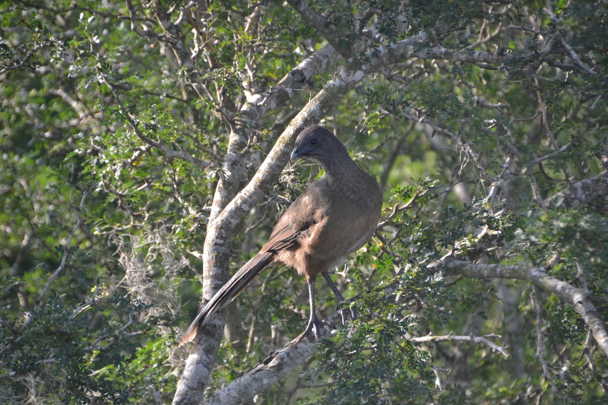 Chachalaca Norteña - ML37752371