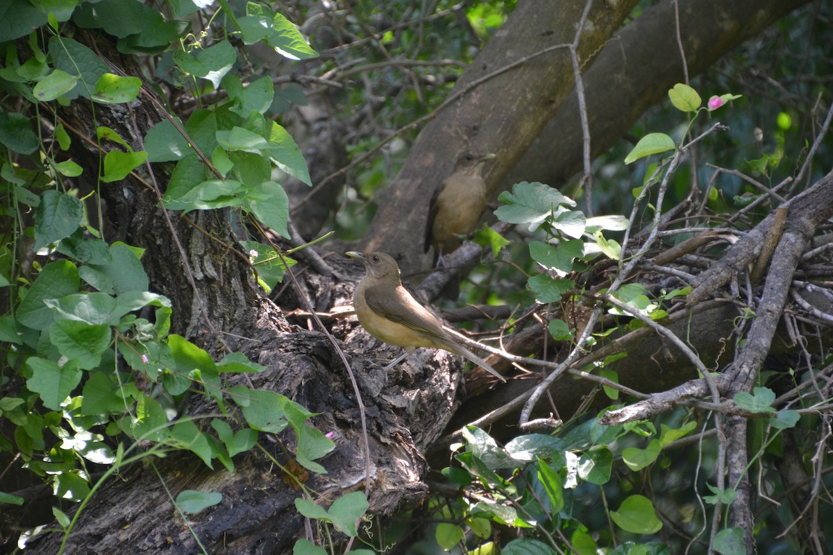 Clay-colored Thrush - ML37752421