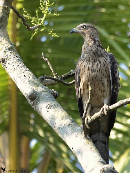 Oriental Honey-buzzard - ML377524631