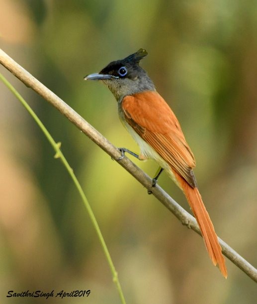 Indian Paradise-Flycatcher - ML377524741